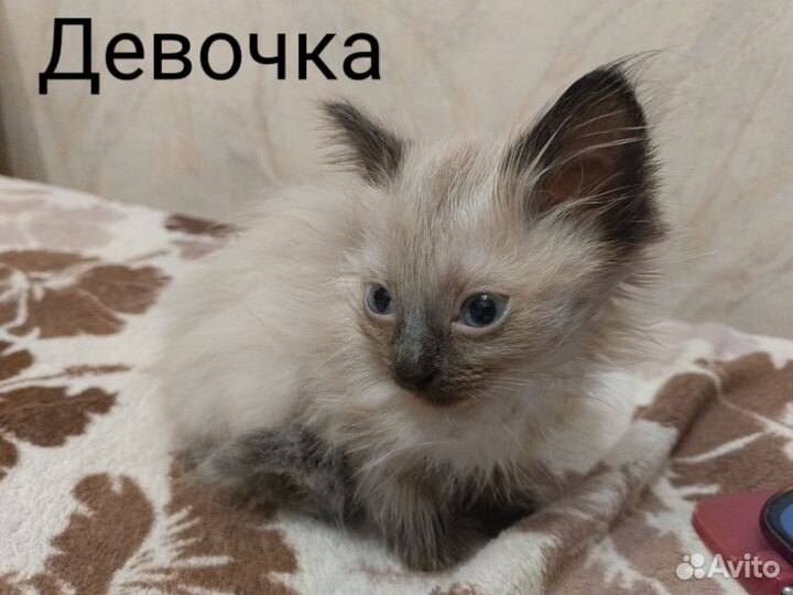 Кошки в добрые руки