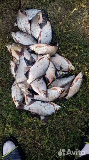 Рыба свежая плотва подлещик окунь Сопа синец и др