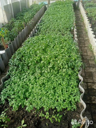 Рассада помидор