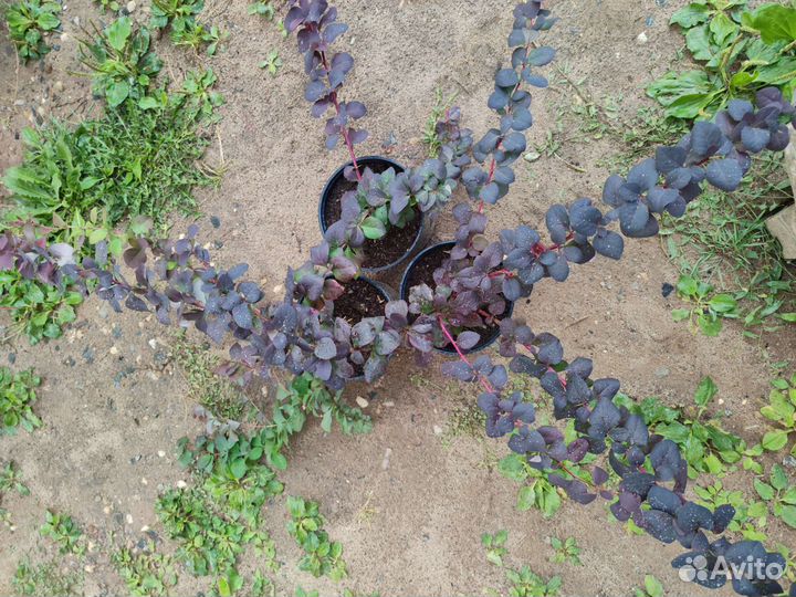 Барбарис Тунберга Антропурпурея,Грин карпет