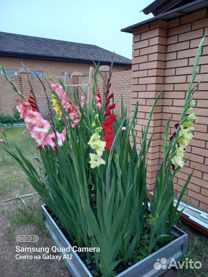 Луковицы гладиолуса