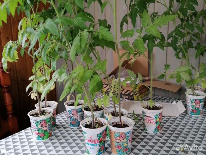 Рассада помидор