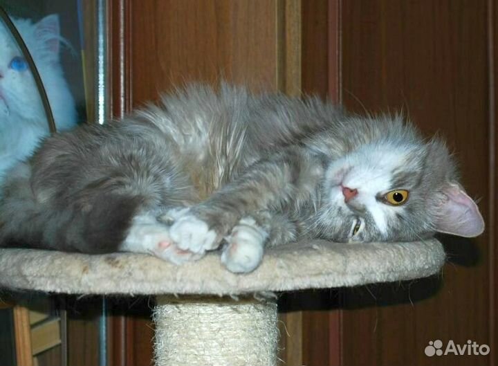 Пушистая кошечка Нэнси в добрые руки