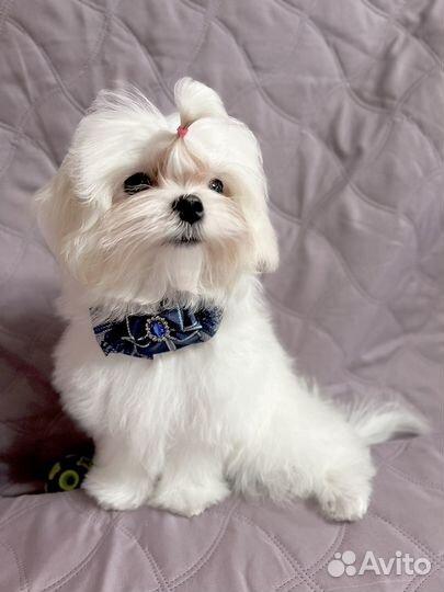 Малыш Мальтезе