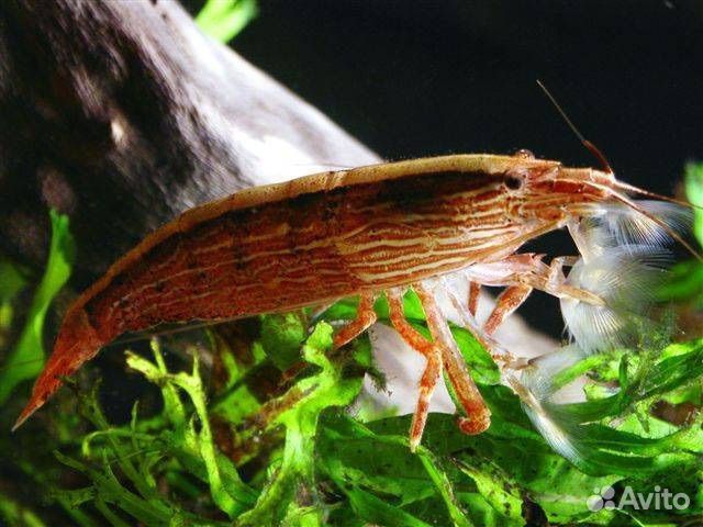 Креветки банановый фильтратор