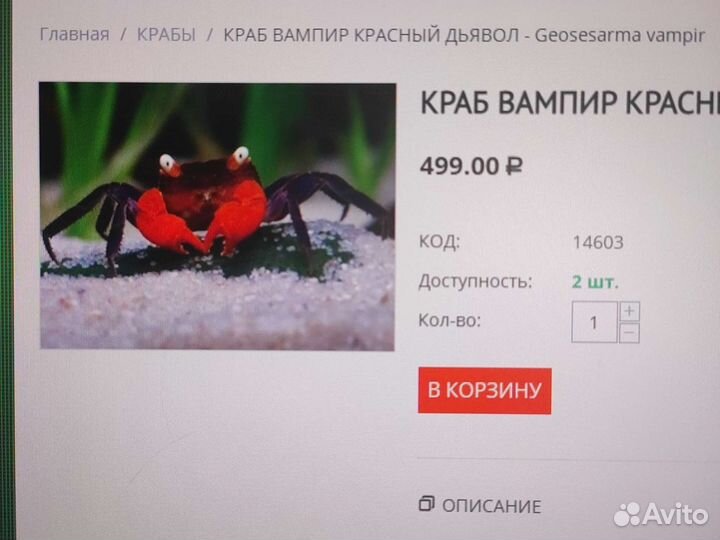 Краб красный дьявол