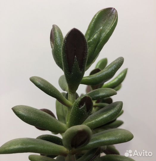 Крассула хоббит Толстянка