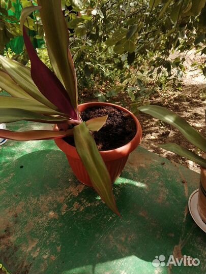 Цветы комнатные