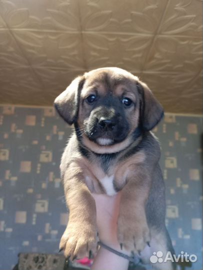 Собака в добрые руки отдам бесплатно