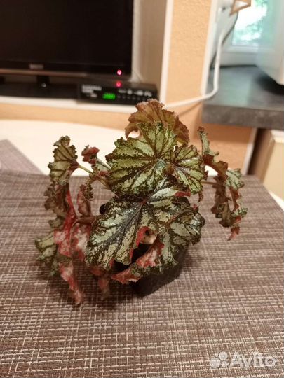 Бегония Кейн 