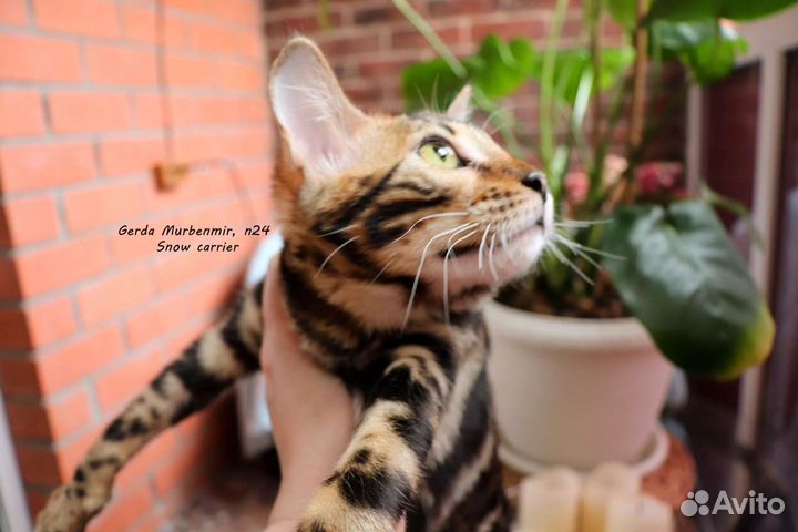 Бенгальские котята с родословной