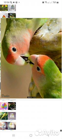 Попугай неразлучники