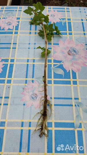 Саженцы черной смородины