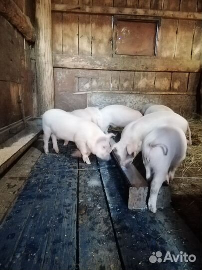 Поросята крупная белая