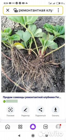 Клубника и Малина ремонтантная