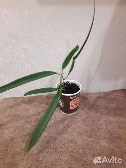 Фикус Maclellandii Alii