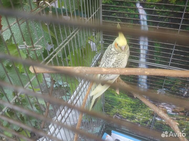 Попугай Корелла мальчик