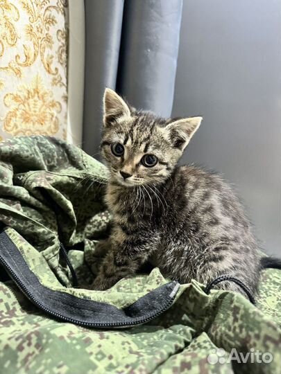 Вислоухие котята в добрые руки