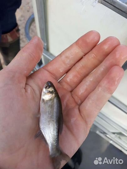 Рыба для зарыбления (Линь, Карп, Амур и т.д.)