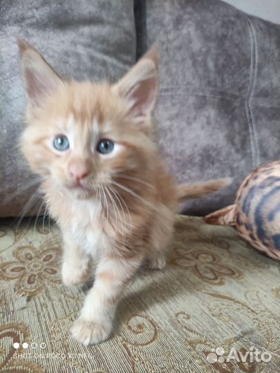 Котик мейн-кун