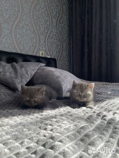 Продам котят