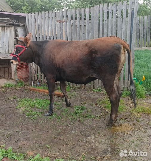Джерсийская телка