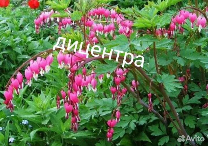 Рассада многолетних цветов