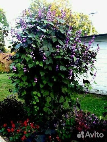 Семена цветов, семена долихоса, вьющиеся