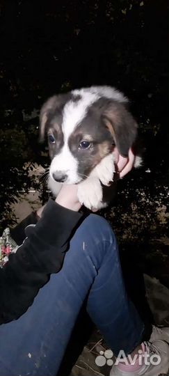 Щенок Девочка в добрые руки