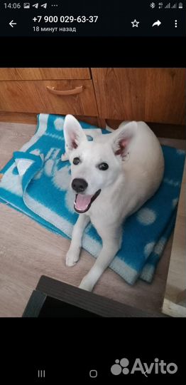 Щенок бесплатно