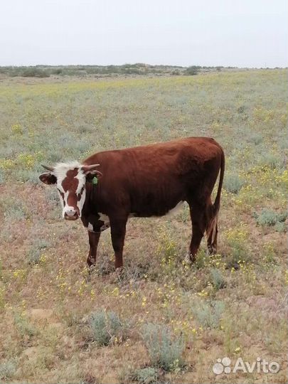 Тёлочка на мясо