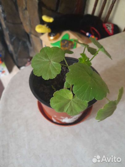 Комнатные растения