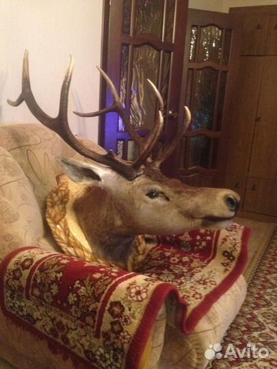 Чучело оленя