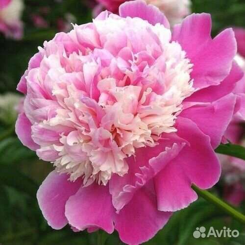 Продаю пионы