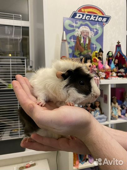 Морские свинки в добрые руки