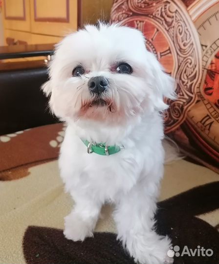 Мальтийская болонка мини