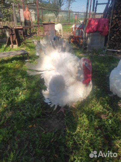 Индюки биг 6