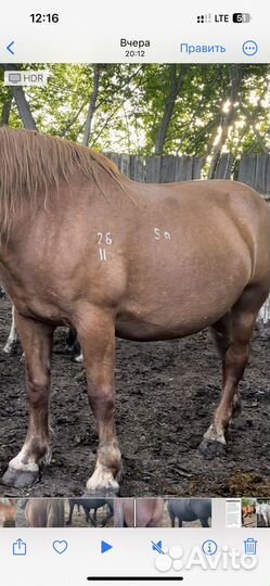 Продам тяжеловозных кобыл