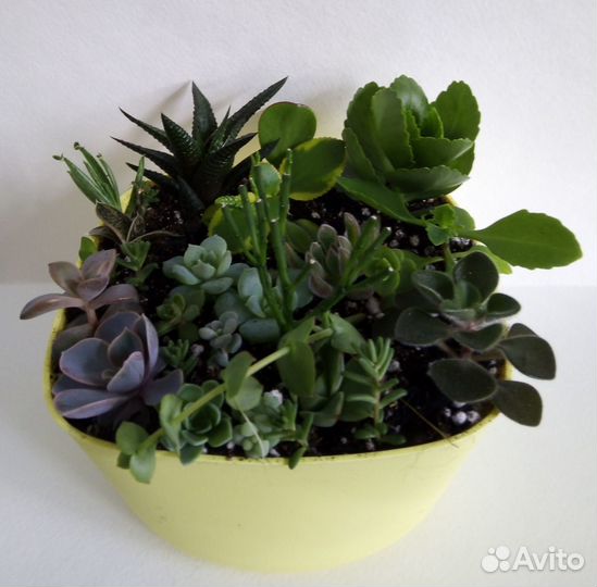Набор минисадика суккулентов 22 вида