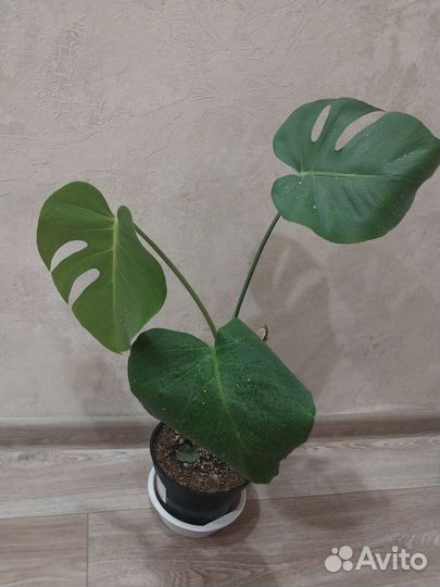 Монстера деликатесная крупная