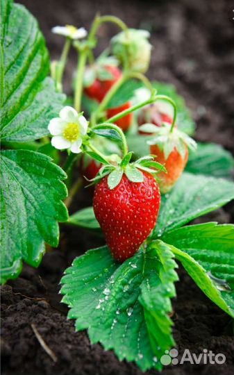 Клубника 