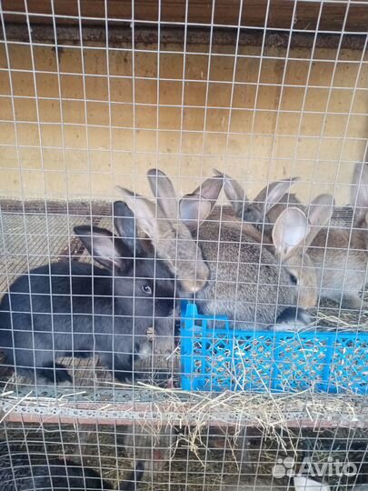 Продам кроликов