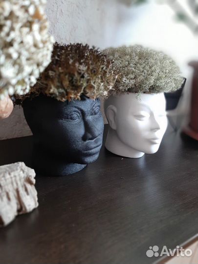 Цетрария/кладония