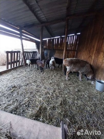 Овцы бараны