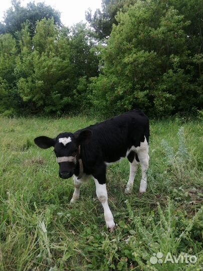 Продам тёлочку