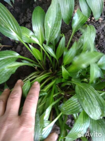 Хоста кустик