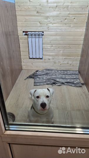 Передержка для собак