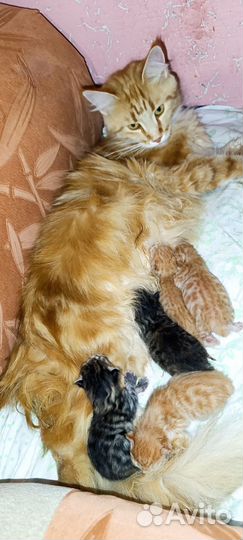 Котята мейн-кун