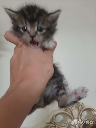 Котята разные от 1,5мес в дар