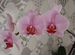 Орхидея фаленопсис цветущая 18.06.24